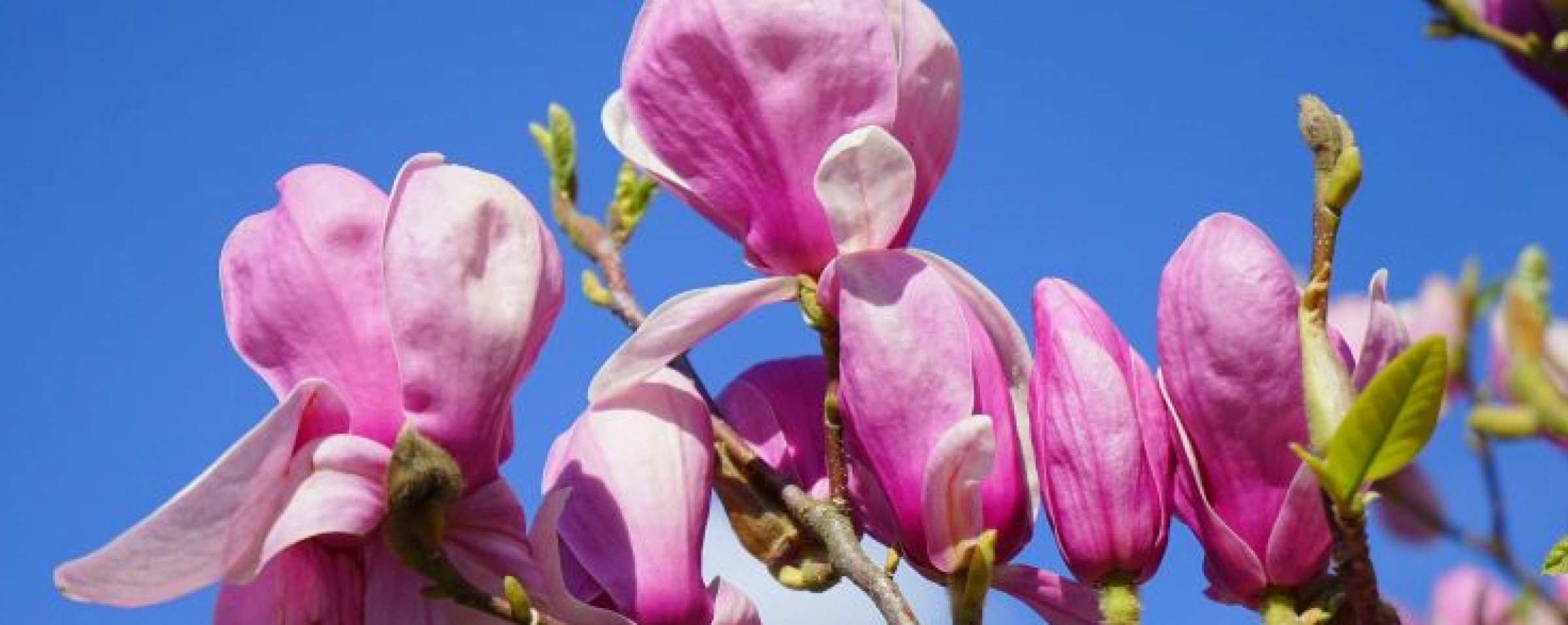 Blühende Stadt - Pfingsten 